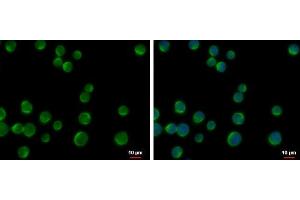 ICC/IF Image DOK2 antibody [N1C1] detects DOK2 protein at cytoplasm by immunofluorescent analysis. (DOK2 antibody)