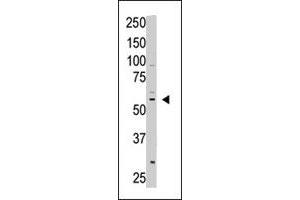 The CREB3L1 polyclonal antibody  is used in Western blot to detect CREB3L1 in A-375 cell lysate.