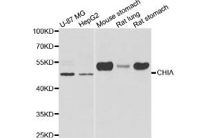 Western blot analysis of extracts of various cell lines, using CHIA antibody. (CHIA antibody)
