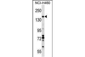 Western blot analysis in NCI-H460 cell line lysates (35ug/lane). (Vcpip1 antibody  (N-Term))