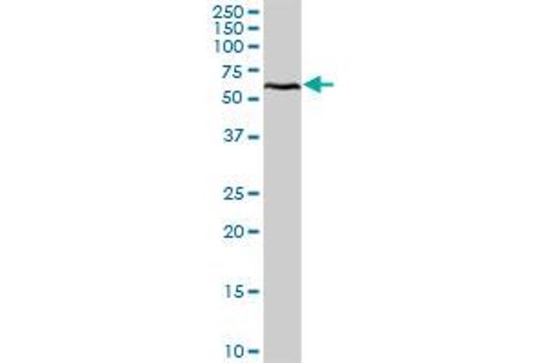 DEAF1 antibody  (AA 1-565)