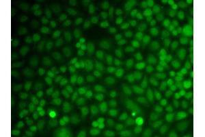 Immunofluorescence analysis of A549 cells using GADD45A antibody (ABIN6292101).