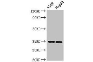 Western Blot Positive WB detected in: A549 whole cell lysate, HepG2 whole cell lysate All lanes: KLRK1 antibody at 3. (KLRK1 antibody  (AA 73-216))