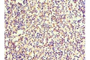 Immunohistochemistry of paraffin-embedded human spleen tissue using ABIN7168879 at dilution of 1:100 (SRGN antibody  (AA 28-158))