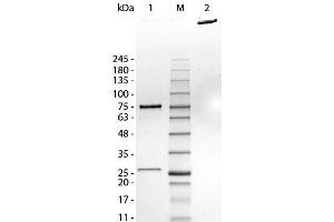 SDS-PAGE of Human IgM Whole Molecule. (Human IgM Isotype Control)