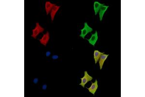 ABIN7096756 and ABIN7100821 staining HepG2 cells by IF/ICC.