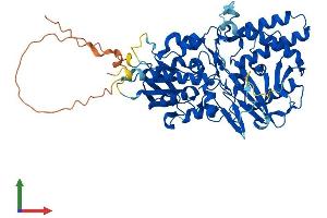 Protein Structure (PS) image for Spermine Oxidase (SMOX) (AA 1-555) protein (His tag) (ABIN7560334)