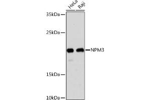 Western blot analysis of extracts of various cell lines, using NPM3 Rabbit pAb (ABIN7269038) at 1:1000 dilution. (NPM3 antibody  (AA 30-140))