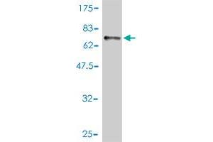 Western Blot detection against Immunogen (67. (GALT antibody  (AA 1-379))