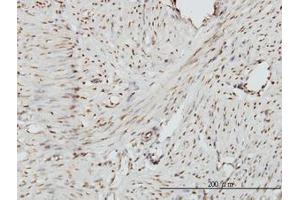 Image no. 1 for anti-Zinc Fingers and Homeoboxes 2 (ZHX2) (AA 691-789) antibody (ABIN599184) (ZHX2 antibody  (AA 691-789))