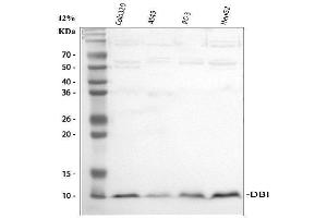 anti-Diazepam Binding Inhibitor (DBI) (AA 2-87) antibody