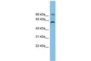 Image no. 1 for anti-Ankyrin Repeat Domain 5 (ANKRD5) (AA 107-156) antibody (ABIN6745171) (ANKRD5 antibody  (AA 107-156))