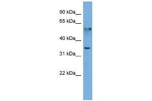 WB Suggested Anti-FNDC8  Antibody Titration: 0. (FNDC8 antibody  (N-Term))
