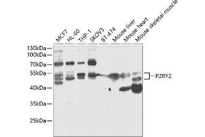 Western blot analysis of extracts of various cell lines, using P2RY2 antibody (ABIN6132453, ABIN6145128, ABIN6145130 and ABIN6218094) at 1:1000 dilution. (P2RY2 antibody  (AA 278-377))