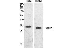 Western Blot (WB) analysis of HeLa, HepG2 cells using SPARC Polyclonal Antibody. (SPARC antibody  (Internal Region))
