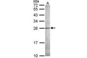 Image no. 1 for anti-Caspase 14, Apoptosis-Related Cysteine Peptidase (CASP14) (AA 171-230) antibody (ABIN467554) (CASP14 antibody  (AA 171-230))
