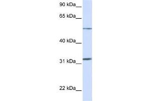 Western Blotting (WB) image for anti-Solute Carrier Family 35, Member A5 (SLC35A5) antibody (ABIN2458797) (SLC35A5 antibody)
