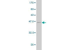 Western Blot detection against Immunogen (42. (SSR4 antibody  (AA 24-173))