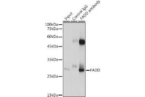 Immunoprecipitation analysis of 600 μg extracts of Mouse heart cells using 3 μg FADD antibody (ABIN7267137). (FADD antibody)