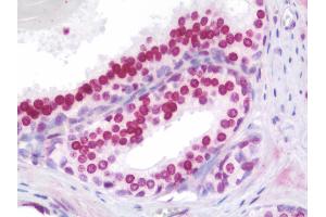 Anti-HOXA9 antibody IHC staining of human prostate. (HOXA9 antibody  (AA 245-272))