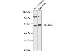 Western blot analysis of extracts of various cell lines, using DDX39A antibody (ABIN6131589, ABIN6139488, ABIN6139490 and ABIN6216231) at 1:1000 dilution. (DDX39 antibody  (AA 178-427))