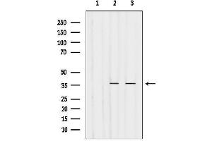 Western blot analysis of lysates from various samples, using Olfactory receptor 4N4 Antibody.