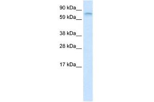 WB Suggested Anti-FUBP1 Antibody Titration:  1. (FUBP1 antibody  (N-Term))