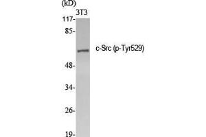 Western Blot (WB) analysis of specific cells using Phospho-c-Src (Y529) Polyclonal Antibody. (Src antibody  (pTyr529))