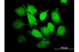 Immunofluorescence of purified MaxPab antibody to PLCXD1 on HeLa cell. (PLCXD1 antibody  (AA 1-323))
