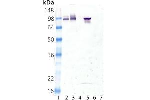 Western blot analysis of HSP90alpha, mAb (9D2) :Lane 1: MW marker, Lane 2: HSP90 native protein ,Lane 3: HSP90 alpha recombinant protein ,Lane 4: HSP90 beta recombinant protein , Lane 5: HeLa Cell Lysate (heat shocked) ,Lane 6: PC-12 Cell Lysate (heat shocked) ,Lane 7: 3T3 Cell Lysate (heat shocked) . (HSP90AA2 antibody)