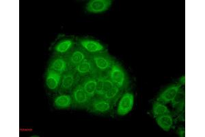 Immunocytochemistry/Immunofluorescence analysis using Mouse Anti-Hsp27 Monoclonal Antibody, Clone 5D12-A3 . (HSP27 antibody  (Biotin))