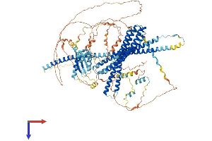 JMY Protein (AA 1-983) (His tag)