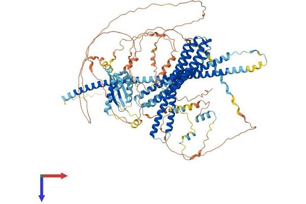 JMY Protein (AA 1-983) (His tag)