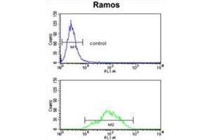 Flow Cytometry (FACS) image for anti-Electron-Transferring-Flavoprotein Dehydrogenase (ETFDH) antibody (ABIN3002851) (ETFDH antibody)