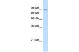 Image no. 2 for anti-Transmembrane 9 Superfamily Member 1 (TM9SF1) (AA 31-80) antibody (ABIN205055) (TM9SF1 antibody  (AA 31-80))