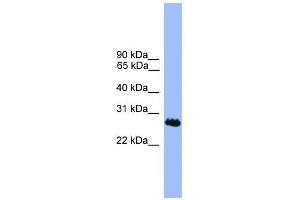 C1orf216 antibody used at 0. (C1ORF216 antibody  (N-Term))