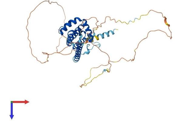BCL2L13 Protein (AA 1-434) (His tag)