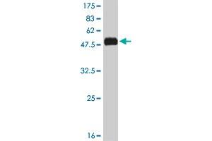 Western Blot detection against Immunogen (51. (KLF7 antibody  (AA 1-230))