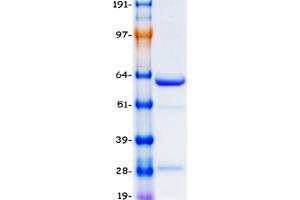 Validation with Western Blot (ANAPC11 Protein (Transcript Variant 1) (Myc-DYKDDDDK Tag))