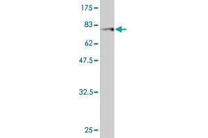 Western Blot detection against Immunogen (76. (FKBP5 antibody  (AA 1-457))