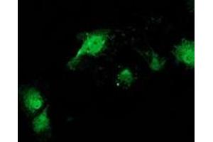 Anti-CAT mouse monoclonal antibody (ABIN2454282) immunofluorescent staining of COS7 cells transiently transfected by pCMV6-ENTRY CAT (RC210763). (Catalase antibody)