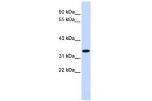 Image no. 1 for anti-Tripartite Motif Containing 14 (TRIM14) (AA 204-231) antibody (ABIN6740402) (TRIM14 antibody  (AA 204-231))