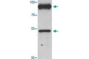 Western blot analysis of PRICKLE1 in human bladder tissue with PRICKLE1 polyclonal antibody  at 1 ug/mL.