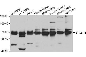 Western blot analysis of extracts of various cell lines, using STXBP3 antibody. (STXBP3 antibody  (AA 343-592))