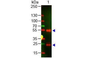 Western Blot of Rabbit anti-Swine IgG Antibody.