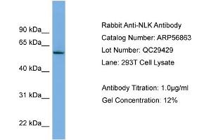 WB Suggested Anti-NLK  Antibody Titration: 0. (Nemo-Like Kinase antibody  (Middle Region))