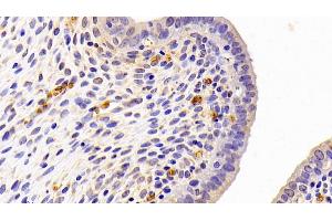 Detection of PEDF in Rat Uterus Tissue using Polyclonal Antibody to Pigment Epithelium Derived Factor (PEDF) (PEDF antibody  (AA 20-418))