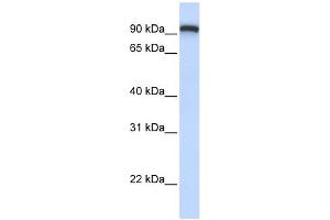 TMEM168 antibody used at 1 ug/ml to detect target protein. (TMEM168 antibody  (C-Term))