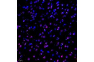 Immunofluorescent analysis of paraffin embedded mouse brain using ubp43 (ABIN7076108) at dilution of 1: 1000 (USP18 antibody)