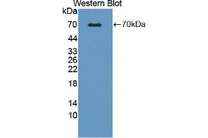 Detection of Recombinant WNT16, Human using Polyclonal Antibody to Wingless Type MMTV Integration Site Family, Member 16 (WNT16) (WNT16 antibody  (AA 30-365))